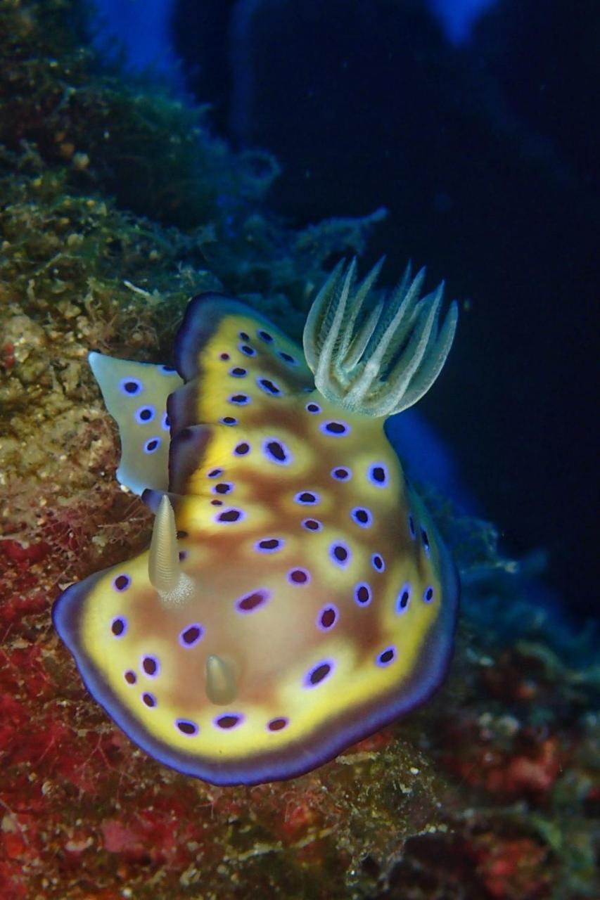 藍洞潛水blue Hole Dive Center Bed & Breakfast ย่านเมืองเก่าเฮ้งชุน ภายนอก รูปภาพ